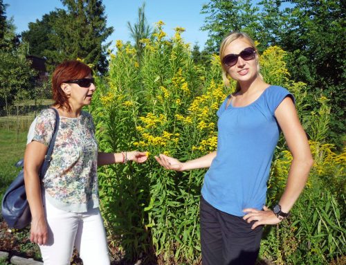 Roślina inwazyjna – Nawłoć